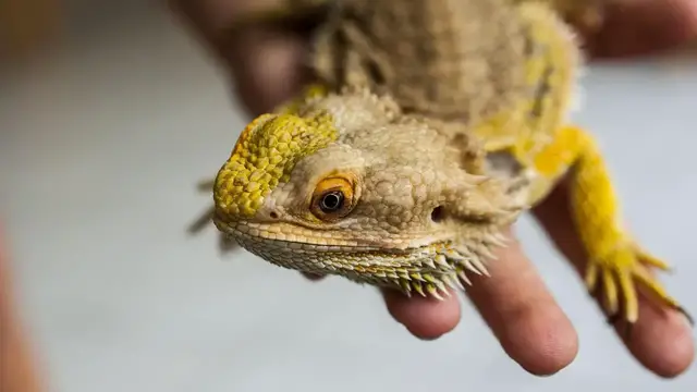 Video thumbnail for Agama brodata – poznaj jedną z najpopularniejszych jaszczurek hodowlanych!