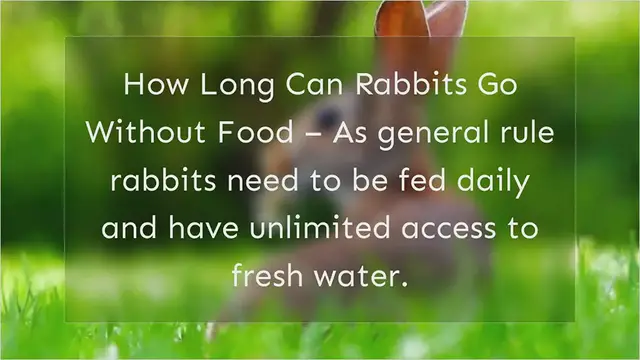 Video thumbnail for Rabbit Not Eating