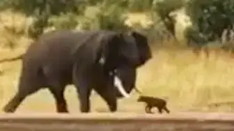 Video thumbnail for Baby Buffalo Shows Elephant Who's Boss