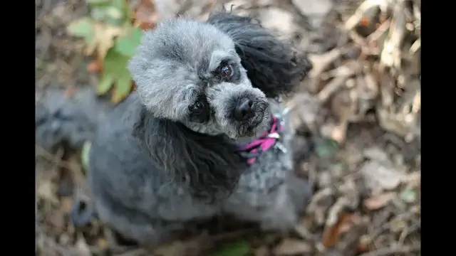 Video thumbnail for Pudel miniaturowy – wszystko o tej odmianie pudla