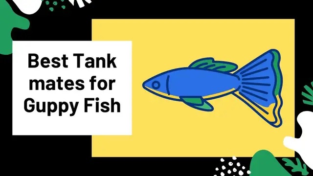 'Video thumbnail for 5 Amazing Tank mates for Guppy fish 馃悹'
