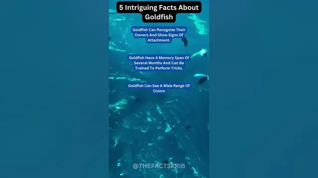 Video thumbnail for Intriguing Facts About Goldfish