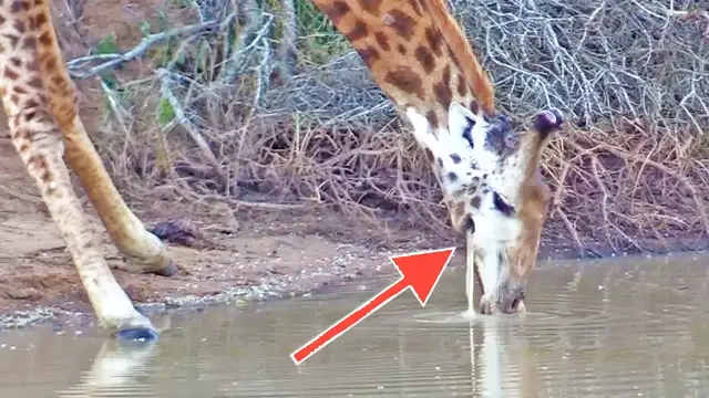 Video thumbnail for Giraffe That Can Never Drink Because Water Keeps Falling Out