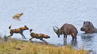 Video thumbnail for Buck Fighting Wild Dogs & Hippos Gets Caught by Crocodile