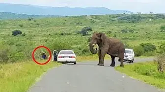 'Video thumbnail for Man Ditches Toyota to Run Away from Elephant!'