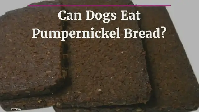 'Video thumbnail for Can Dogs Eat Pumpernickel Bread? 3 Risks You Should Know About'