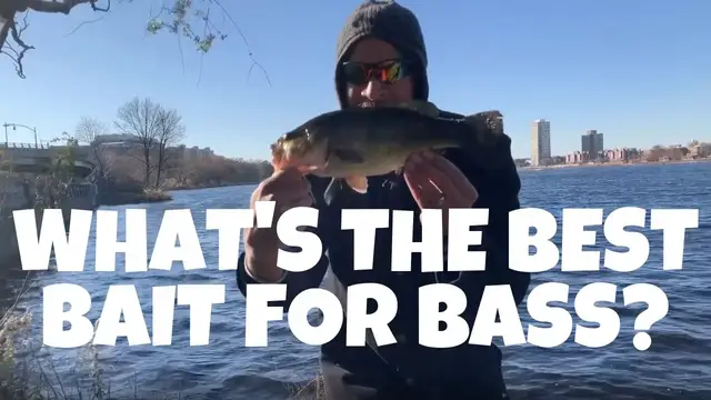 Video thumbnail for What's The Best Bait For Bass? - Learn Why You Need To Use This Lure And How!