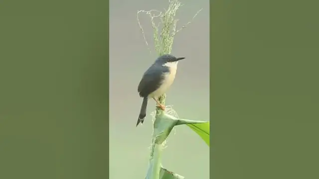 Video thumbnail for Ashy Prinia #shorts