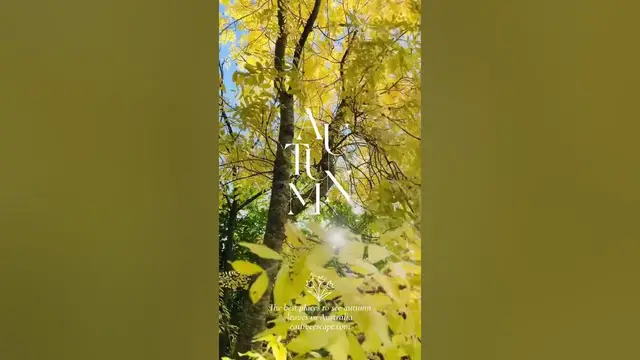 Video thumbnail for The Best Places to See Autumn Leaves in Australia #autumnleaves #australia