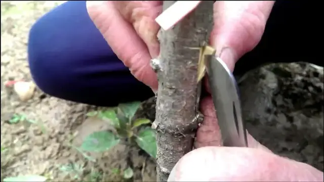 'Video thumbnail for Kako kalemiti dvije i više vrste voća na jednom stablu (voćki)'