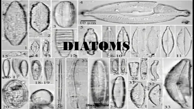 Video thumbnail for Diatoms