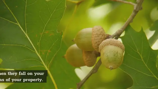 'Video thumbnail for When Do Acorns Fall?'