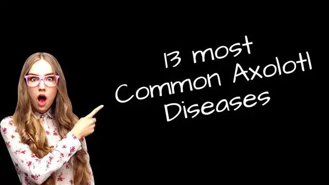 'Video thumbnail for 13 most Common Axolotl diseases'