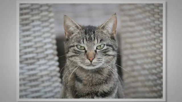 'Video thumbnail for 11 Things That Emotionally Hurt Your Cat'