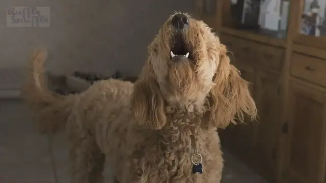 Video thumbnail for How to teach Your Dog To 'speak' bark On Cue