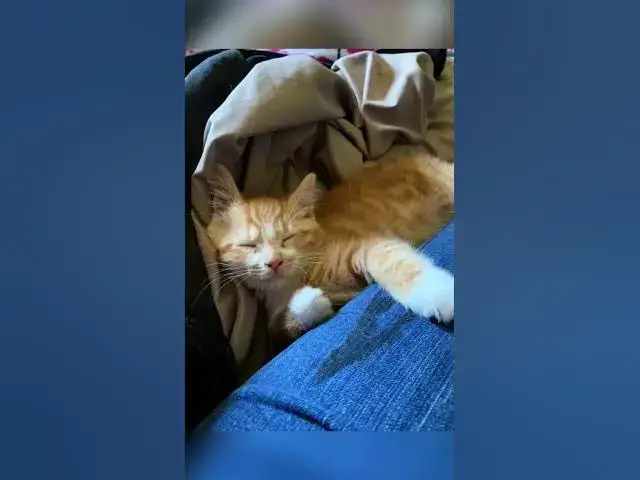 'Video thumbnail for orange cats rule #ginger cat love'
