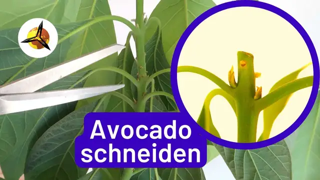 Video thumbnail for Avocado Pflanzen schneiden: Avocadobaum zurückschneiden