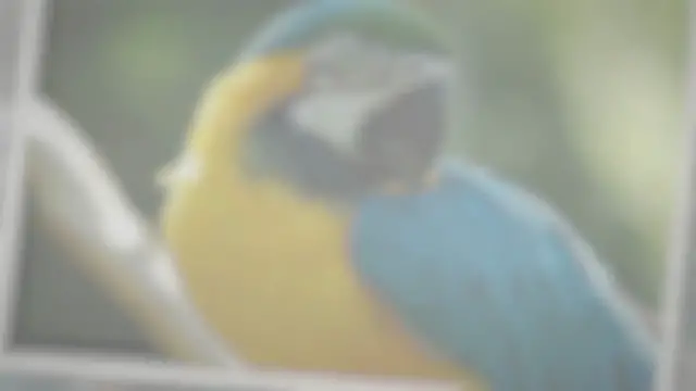 Video thumbnail for Caique Parrot Personality