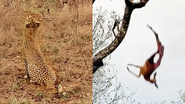 'Video thumbnail for Leopard Cub Drops Whole Impala on Mom's Head'