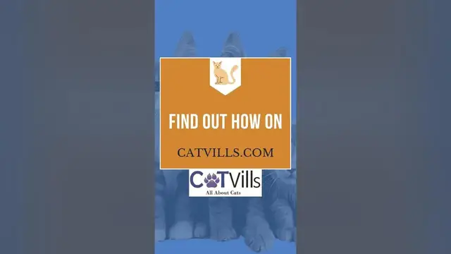 'Video thumbnail for These Cats Are Definitely Enjoying Their NEW Cat Tree #shorts'