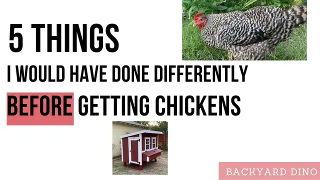 Video thumbnail for BEGINNER'S Guide to Chickens - Lessons Learned for Next Time