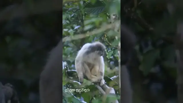 Video thumbnail for Rare white morph of purple faced leaf monkey #shorts
