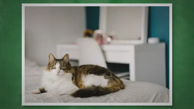 'Video thumbnail for How to Keep Your Cat From Destroying Your Houseplants'
