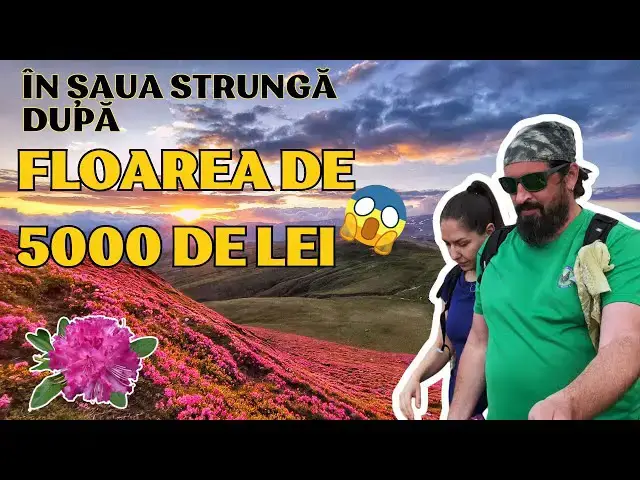 Video thumbnail for În Șaua Strungă după Rhododendron, floarea de 5000 de lei.