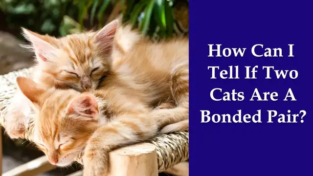 Video thumbnail for How Can I Tell If Two Cats Are A Bonded Pair