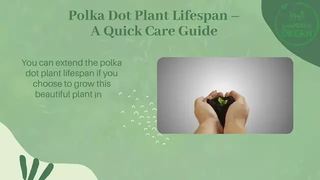 Video thumbnail for Polka Dot Plant Lifespan – A Quick Care Guide