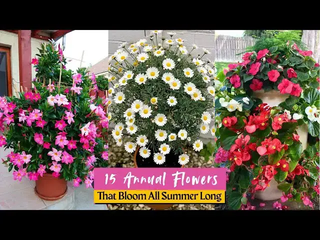 'Video thumbnail for 15 Annual Flowers That Bloom All Summer Long'
