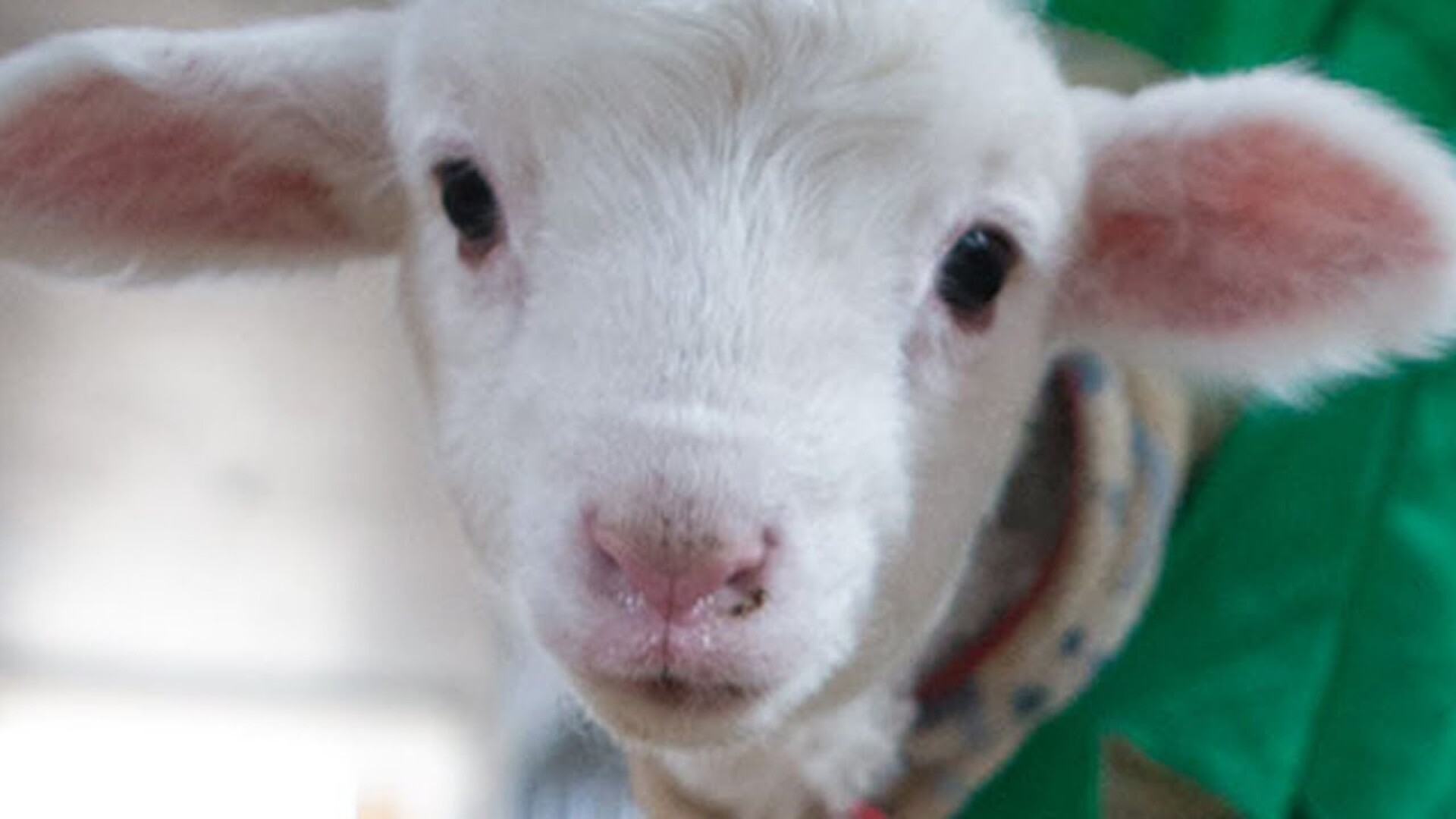 Video thumbnail for Amazing Animal Rescues Guaranteed To Make You Cry