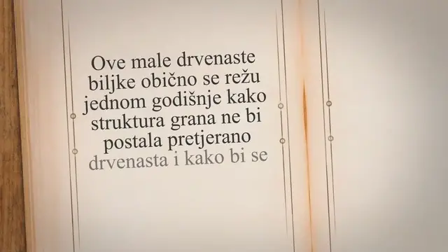 'Video thumbnail for Kako orezati ružmarin: Vodič za vrtlare'