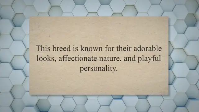 Video thumbnail for A Day in the Life of a Blue Roan Cocker Spaniel: What to Expect