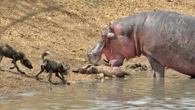 Video thumbnail for Hippo Steals Kudu from Wild Dogs