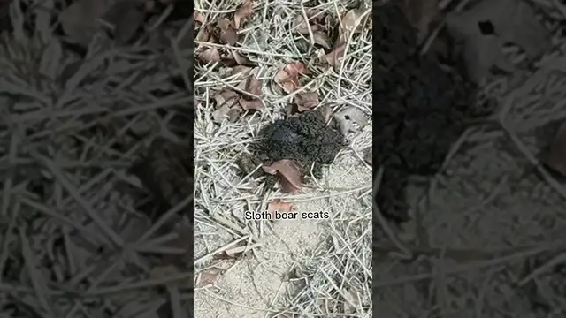 Video thumbnail for Sloth Bear scats #shorts