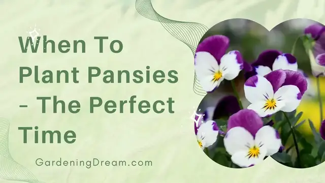 Video thumbnail for When To Plant Pansies – The Perfect Time