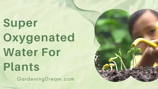 Video thumbnail for Super Oxygenated Water For Plants