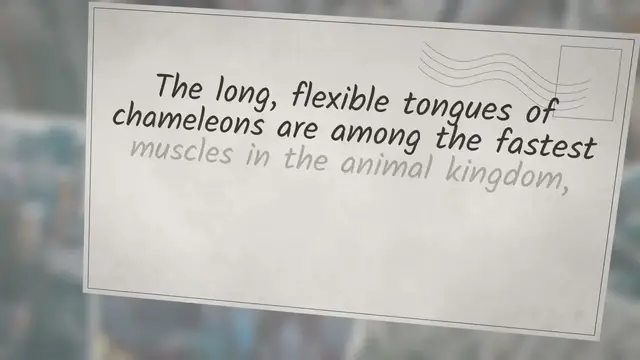 Video thumbnail for How Fast Are Chameleons?