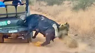 Video thumbnail for Buffalo Smashes Car to Try Chase Lions Away