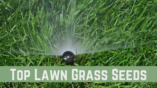 Video thumbnail for Top 5 Lawn Grass Seeds