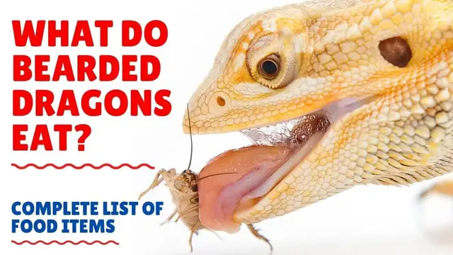 Video thumbnail for What do Bearded Dragons Eat - What to Feed Bearded Dragons - Bearded Dragons Diet