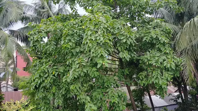 Video thumbnail for “Time spent amongst trees is never wasted time.”