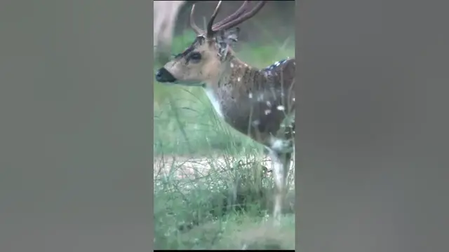 Video thumbnail for Spotted Deer Buck #shorts