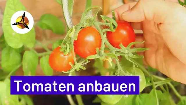 Video thumbnail for Tomaten selber ziehen: Tomatenanbau für Anfänger