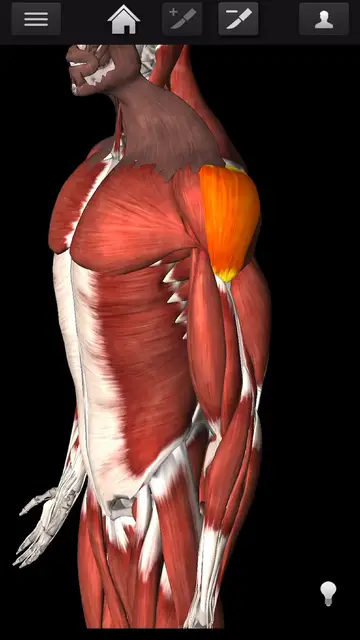 'Video thumbnail for Bodybuilding - Deltoid Workouts'