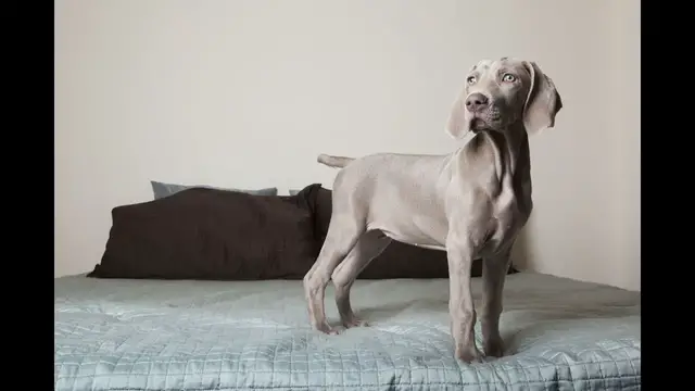 Video thumbnail for Wyżeł weimarski – elegancki myśliwy. Poznaj bliżej opis rasy!