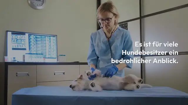 Video thumbnail for Synkope beim Hund – Wenn der Vierbeiner plötzlich umfällt