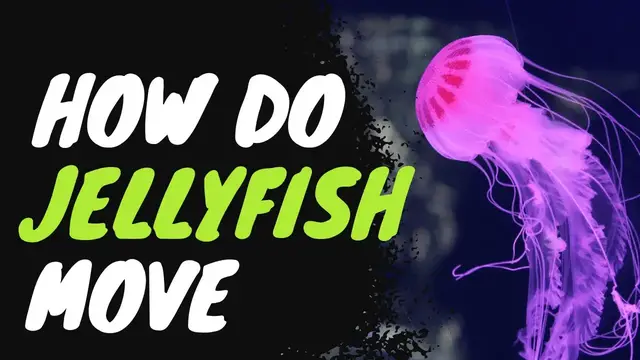 Video thumbnail for How do Jellyfish Move? Fascinating Fact