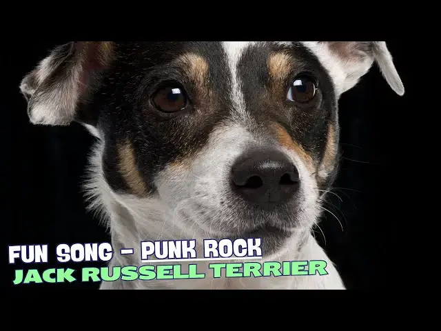 Video thumbnail for Small and scrappy terrier of the block🎶